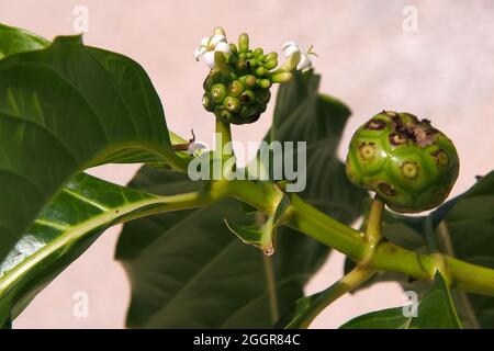 Great morinda, mûrier indien, noni, mûrier de plage, et fruits au fromage,Nonibaum, Morinda citrifolia, nonifa, Indonésie, Asie Banque D'Images