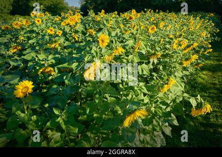 Sunflower Field à Sunshine. Un champ de fleurs de tournesol en pleine floraison au soleil du matin. Banque D'Images