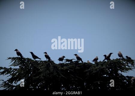 Un grand groupe de corneilles se trouve sur un sapin coupé au coucher du soleil. Ambiance créepy Banque D'Images