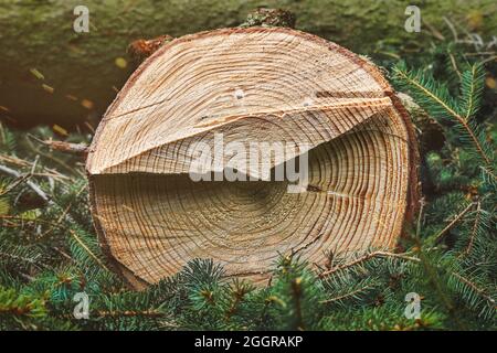 Couper le tronc de l'arbre. Épicéa abattu, coupe transversale montrant les anneaux annuels. Exploitation forestière, travaux forestiers, sylviculture. Banque D'Images