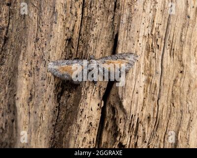Un pug tawny tawled, Eupithia icterata, perché sur une bûche. Banque D'Images