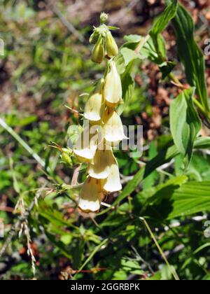 Boeufs jaunes, boeufs à grandes fleurs, Großblütiger Fingerhut, Digitalis grandiflora, sárga gyűszűvirág, Hongrie, Magyarország, Europe Banque D'Images