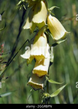 Boeufs jaunes, boeufs à grandes fleurs, Großblütiger Fingerhut, Digitalis grandiflora, sárga gyűszűvirág, Hongrie, Magyarország, Europe Banque D'Images