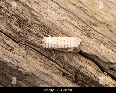 Mythimna pallens, la commune de Wainscot, perchée sur une bûche. Banque D'Images