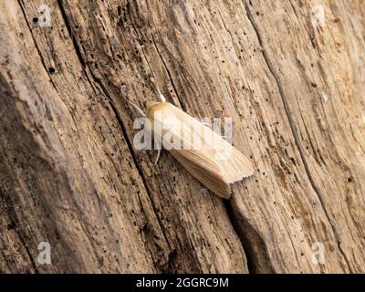 Mythimna pallens, la commune de Wainscot, perchée sur une bûche. Banque D'Images