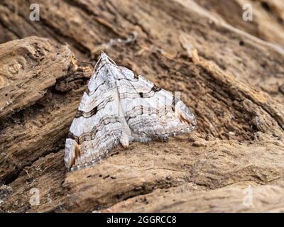 Bar à aigus ou millepertuis Inchworm Moth, Aplocera plagiata, perché sur une bûche. Banque D'Images