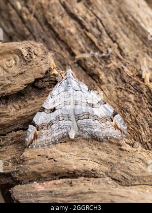 Bar à aigus ou millepertuis Inchworm Moth, Aplocera plagiata, perché sur une bûche. Banque D'Images