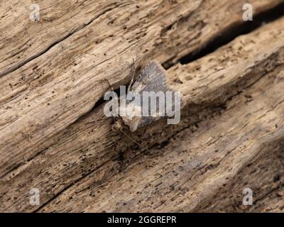 Agrotis puta, la Dart en forme de navette, perchée sur une bûche. Banque D'Images