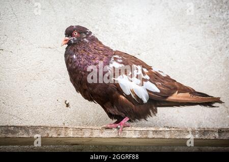 Waldviertel Cropper Pigeon (Waldviertler Kröpfer, Boulant de Waldviertel, Gozzuto à Waldviertel), un pigeon d'Autriche Banque D'Images