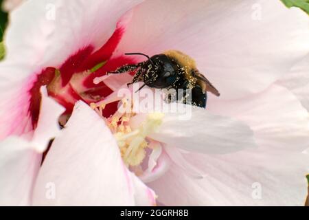 L'abeille charpentier de l'est pollinise des fleurs roses Banque D'Images