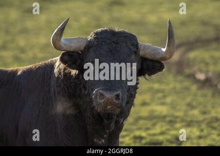 Brave taureau noir châtaignier avec des cornes fines regardant la caméra dans le champ Banque D'Images