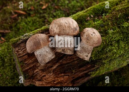 Faire dorer les champignons boletus sur fond de mousse verte Banque D'Images