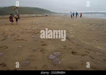 Méduses sur Woolacombe Beach, Devon, Royaume-Uni Banque D'Images