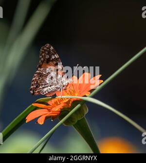 Gros plan sur un papillon peint qui pollinise, tout en étant assis au-dessus d'une longue feuille drapée au-dessus d'un tournesol mexicain, avec un fond de jardin sombre. Banque D'Images