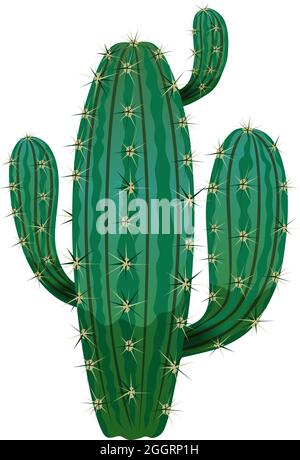 Composition de Cactus avec image isolée de cactus sur illustration vectorielle d'arrière-plan vierge Illustration de Vecteur