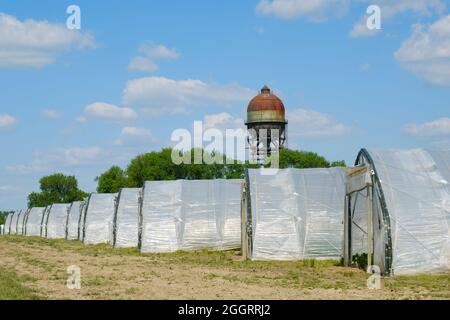 Quelques High tunnel, Lanstrop, Dortmund, région de la Ruhr, Rhénanie-du-Nord-Westphalie, Allemagne, Europe Banque D'Images