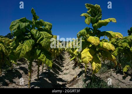 Rangées de plants de tabac sous un ciel bleu prêt pour la récolte Banque D'Images