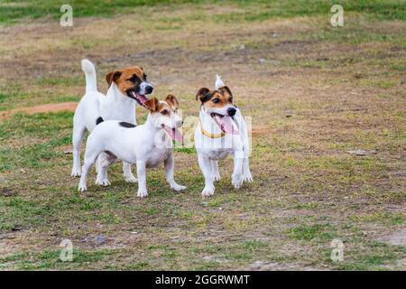 Chiens jouant dans l'herbe de Farol da Barra un jour ensoleillé. Salvador, Bahia, Brésil. Banque D'Images