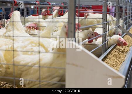 Poules bondées dans des cages en treillis métallique, exposées à la foire de l'État du Minnesota. Banque D'Images