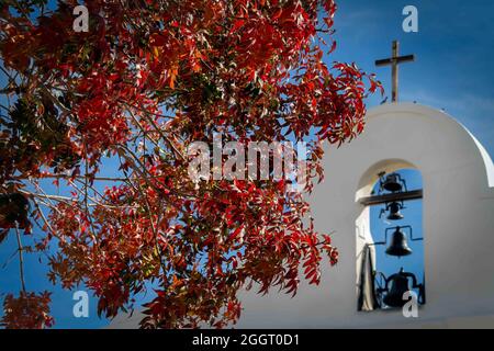 L'hiver laisse sur un arbre en face de la mission San Elizario près d'El Paso, Texas, construite en 1877, et la plus récente des trois missions espagnoles sur El Pa Banque D'Images