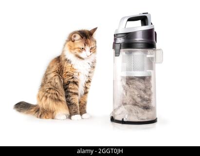 Chat assis à côté de l'aspirateur cyclonique rempli au sommet de poussière, de débris, de fourrure d'animal et de cheveux. Joli petit garçon à rayures et pelucheuses, avec un rangement pour aspirateur Banque D'Images