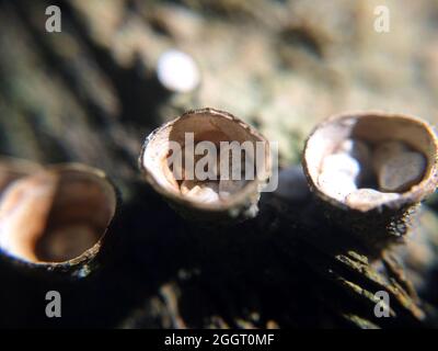 Arrière-plan avec muchrooms bruns en forme de tasse. Photographie de macro-champignons Banque D'Images
