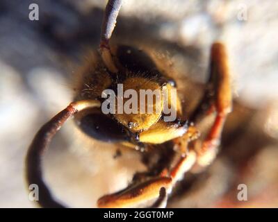 Guêpe morte couchée sur le sol. Photographie de gros bugs Banque D'Images