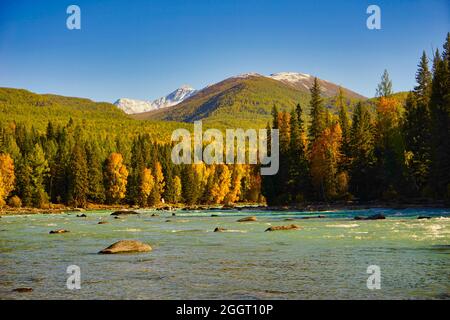 La rivière a une forêt de conifères rocailleux et dorés. Sommets enneigés. Lac Kanas, un lac naturel et un paradis de montagne. Province de Xinjiang, C Banque D'Images