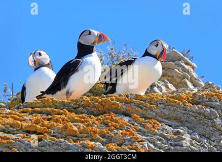 Macareux de l'Atlantique sur les falaises de l'archipel de Mingan, Côte-Nord, Québec Banque D'Images