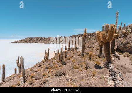 Unique île d'Incahuasi couverte de cactus géants aux appartements de sel d'Uyuni en Bolivie Banque D'Images