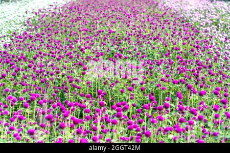 Le champ floral violet du Globe Amaranth fleurit dans la région de l'écotourisme. Les fleurs sont utilisées pour décorer la façon de créer un paysage frais Banque D'Images