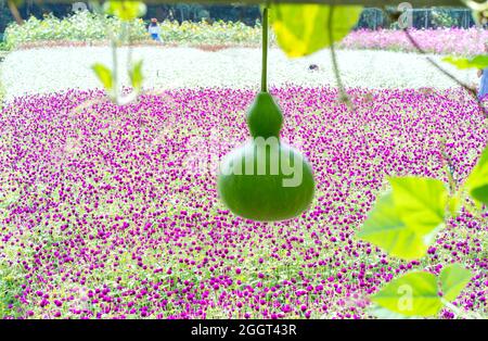 Le champ floral violet du Globe Amaranth fleurit dans la région de l'écotourisme. Les fleurs sont utilisées pour décorer la façon de créer un paysage frais Banque D'Images