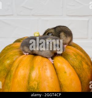 Deux petits hamsters Dzungariens s'assoient sur une citrouille orange. Banque D'Images