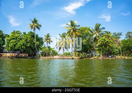 Jungle du Kerala backwaters - une chaîne de lagons et de lacs saumâtres qui s'étend parallèlement à la côte de la mer d'Arabie dans le Kerala, dans le sud de l'Inde Banque D'Images