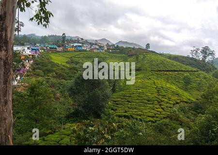 Lever tôt le matin avec brouillard à la plantation de thé. Munnar, Kerala, Inde. Nature fond Banque D'Images