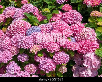 Le Bush d'Hydrangea est orné de fleurs roses, bleues et lilas Banque D'Images