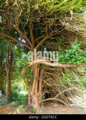 Ancien arbre à coudre avec des branches tordues et des feuilles vertes Banque D'Images