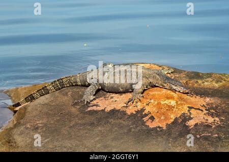 Surveiller le lézard (moniteur d'eau asiatique, kabaragoya, Varanus salvator salvator) bronzer sur un rocher sur la rive. Sous-espèce endémique au Sri Lanka Banque D'Images