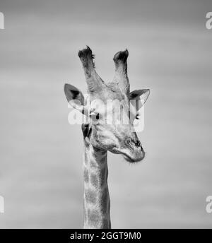 Une girafe étant soignée par un Oxpecker à bec rouge dans la savane d'Afrique australe Banque D'Images