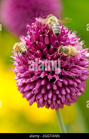 Abeilles européennes sur la fleur, oignons pilons, Allium sphaerocephalon Banque D'Images