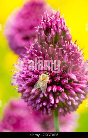 Abeille européenne sur les fleurs, oignon pilon, Allium sphaerocephalon abeille fleur d'été Banque D'Images