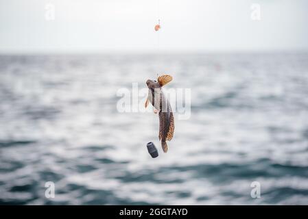 Petit poisson de gobie pêché sur un crochet dans la mer, poisson attrapant avec crochet Banque D'Images