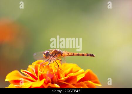 Libellule jaune assise sur une fleur de marigold orange Banque D'Images