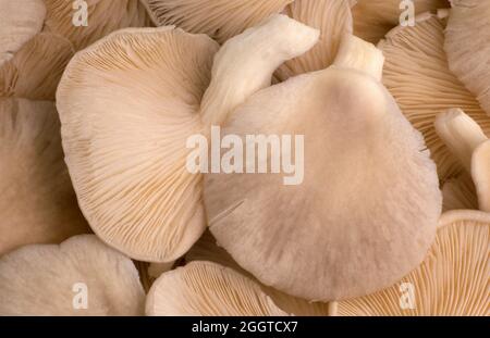 GROS PLAN DES HUÎTRES FRAÎCHEMENT RÉCOLTÉES (PLEUROTUS OSTREATUS) ÉGALEMENT CONNUES SOUS LE NOM DE CHAMPIGNONS À HUÎTRES NACRÉES ET CHAMPIGNONS À HUÎTRES. Banque D'Images