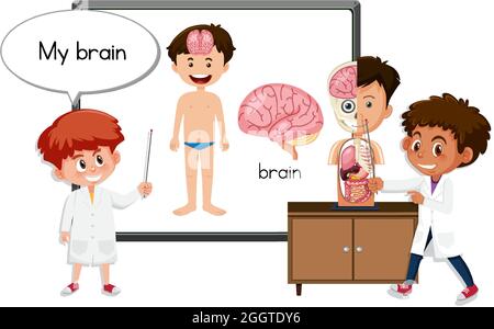 Jeune médecin expliquant l'illustration de l'anatomie du cerveau Illustration de Vecteur