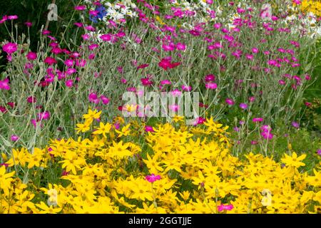 Tickseed Coreopsis verticillata 'Grandiflora' ou 'Golden douche' Rose campion Dusty miller Lychnis coronaria jardin frontière mixte Banque D'Images