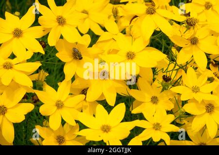 Tickseed Coreopsis verticillata 'Grandiflora' ou 'Golden douche' Banque D'Images