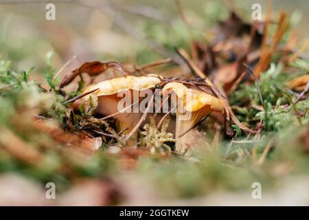 Chanterelles partiellement floues poussant dans la forêt de mousses Banque D'Images