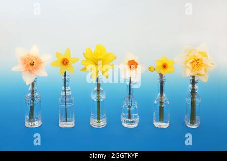 Le narcisse de la jonquille printanière est une fleur dans les vases. Symbole naturel de la nature florale du concept de Springtime. Sur fond bleu et blanc dégradé. Banque D'Images