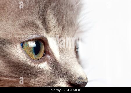 Look chat. Un petit chaton regarde le côté à l'endroit pour le texte sur un fond blanc gros plan. Banque D'Images
